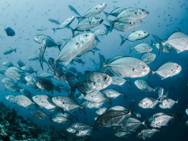 Nachhaltiger Fischfang ist möglich.